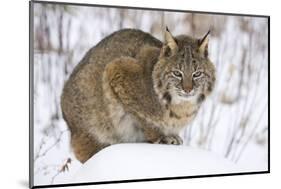 Bobcat in Snow-W. Perry Conway-Mounted Photographic Print