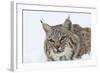 Bobcat in Snow-null-Framed Photographic Print