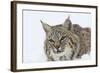 Bobcat in Snow-null-Framed Photographic Print