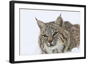 Bobcat in Snow-null-Framed Photographic Print