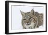 Bobcat in Snow-null-Framed Photographic Print