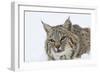 Bobcat in Snow-null-Framed Photographic Print