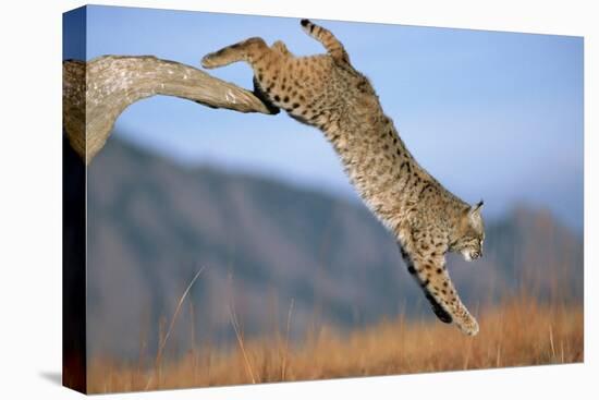 Bobcat Jumping from Branch-W. Perry Conway-Stretched Canvas