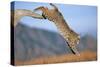 Bobcat Jumping from Branch-W. Perry Conway-Stretched Canvas