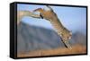 Bobcat Jumping from Branch-W. Perry Conway-Framed Stretched Canvas