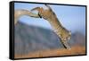 Bobcat Jumping from Branch-W. Perry Conway-Framed Stretched Canvas