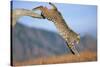 Bobcat Jumping from Branch-W. Perry Conway-Stretched Canvas