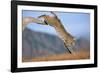 Bobcat Jumping from Branch-W. Perry Conway-Framed Premium Photographic Print