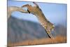 Bobcat Jumping from Branch-W. Perry Conway-Mounted Premium Photographic Print