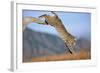 Bobcat Jumping from Branch-W. Perry Conway-Framed Photographic Print