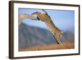 Bobcat Jumping from Branch-W. Perry Conway-Framed Photographic Print