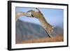 Bobcat Jumping from Branch-W. Perry Conway-Framed Photographic Print