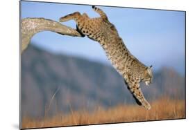 Bobcat Jumping from Branch-W. Perry Conway-Mounted Photographic Print