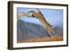 Bobcat Jumping from Branch-W. Perry Conway-Framed Photographic Print