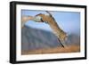 Bobcat Jumping from Branch-W. Perry Conway-Framed Photographic Print