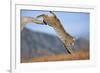 Bobcat Jumping from Branch-W. Perry Conway-Framed Photographic Print