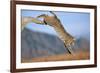 Bobcat Jumping from Branch-W. Perry Conway-Framed Photographic Print