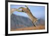 Bobcat Jumping from Branch-W. Perry Conway-Framed Photographic Print