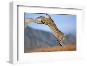 Bobcat Jumping from Branch-W. Perry Conway-Framed Photographic Print