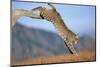 Bobcat Jumping from Branch-W. Perry Conway-Mounted Photographic Print