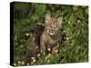 Bobcat Kitten in Wildflowers-Galloimages Online-Stretched Canvas