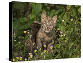 Bobcat Kitten in Wildflowers-Galloimages Online-Stretched Canvas