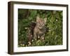 Bobcat Kitten in Wildflowers-Galloimages Online-Framed Photographic Print