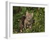 Bobcat Kitten in Wildflowers-Galloimages Online-Framed Photographic Print