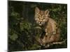 Bobcat Kitten on Branch-Galloimages Online-Mounted Photographic Print