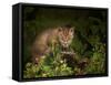 Bobcat Kitten Poses on Log-Galloimages Online-Framed Stretched Canvas