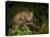 Bobcat Kitten Poses on Log-Galloimages Online-Stretched Canvas