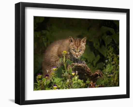 Bobcat Kitten Poses on Log-Galloimages Online-Framed Photographic Print