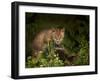 Bobcat Kitten Poses on Log-Galloimages Online-Framed Photographic Print