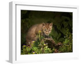 Bobcat Kitten Poses on Log-Galloimages Online-Framed Photographic Print