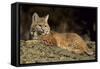 Bobcat Laying Down, Montana-Richard and Susan Day-Framed Stretched Canvas