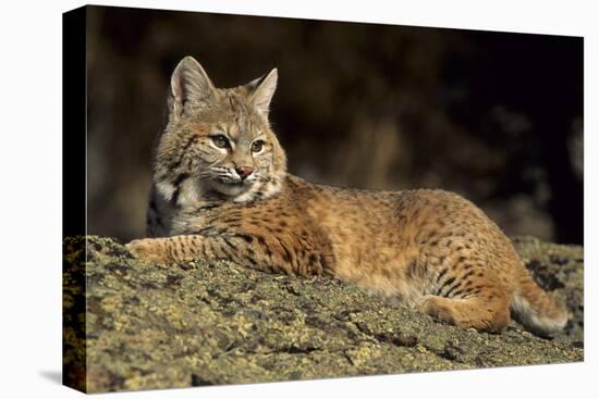 Bobcat Laying Down, Montana-Richard and Susan Day-Stretched Canvas