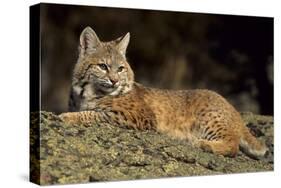 Bobcat Laying Down, Montana-Richard and Susan Day-Stretched Canvas