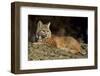 Bobcat Laying Down, Montana-Richard and Susan Day-Framed Photographic Print