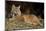 Bobcat Laying Down, Montana-Richard and Susan Day-Mounted Photographic Print