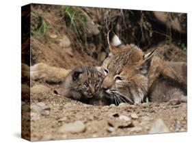 Bobcat (Lynx Nufus) Mother with 21 Day Old Kittens, in Captivity, Sandstone, Minnesota, USA-James Hager-Stretched Canvas