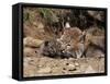 Bobcat (Lynx Nufus) Mother with 21 Day Old Kittens, in Captivity, Sandstone, Minnesota, USA-James Hager-Framed Stretched Canvas