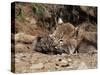 Bobcat (Lynx Nufus) Mother with 21 Day Old Kittens, in Captivity, Sandstone, Minnesota, USA-James Hager-Stretched Canvas