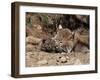 Bobcat (Lynx Nufus) Mother with 21 Day Old Kittens, in Captivity, Sandstone, Minnesota, USA-James Hager-Framed Photographic Print