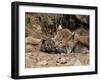 Bobcat (Lynx Nufus) Mother with 21 Day Old Kittens, in Captivity, Sandstone, Minnesota, USA-James Hager-Framed Photographic Print