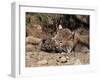 Bobcat (Lynx Nufus) Mother with 21 Day Old Kittens, in Captivity, Sandstone, Minnesota, USA-James Hager-Framed Photographic Print