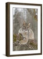 Bobcat (Lynx rufus) adult, resting on tree branch, Minnesota, USA-Paul Sawer-Framed Photographic Print