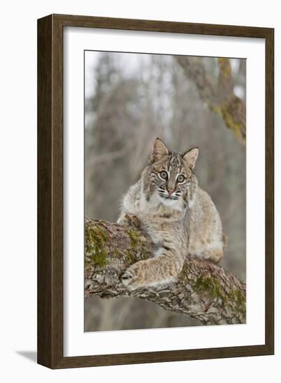 Bobcat (Lynx rufus) adult, resting on tree branch, Minnesota, USA-Paul Sawer-Framed Photographic Print