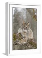 Bobcat (Lynx rufus) adult, resting on tree branch, Minnesota, USA-Paul Sawer-Framed Photographic Print