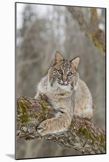 Bobcat (Lynx rufus) adult, resting on tree branch, Minnesota, USA-Paul Sawer-Mounted Photographic Print