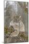 Bobcat (Lynx rufus) adult, resting on tree branch, Minnesota, USA-Paul Sawer-Mounted Photographic Print